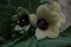 Hyoscyamus niger